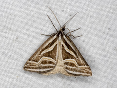 Dichromodes confluaria