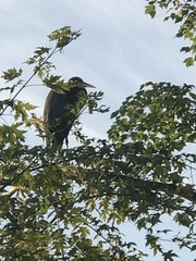 Ardea herodias