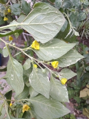Capsicum rhomboideum