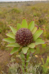 Leucadendron elimense elimense