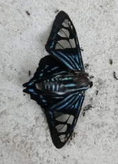 Phocides belus