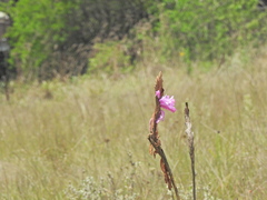 Watsonia densiflora