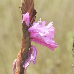 Watsonia densiflora