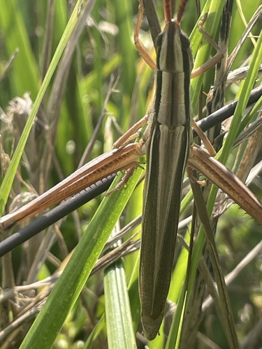 Coastal Toothpick Grasshopper photo 4