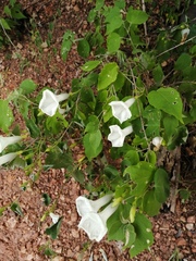 Ipomoea scopulorum