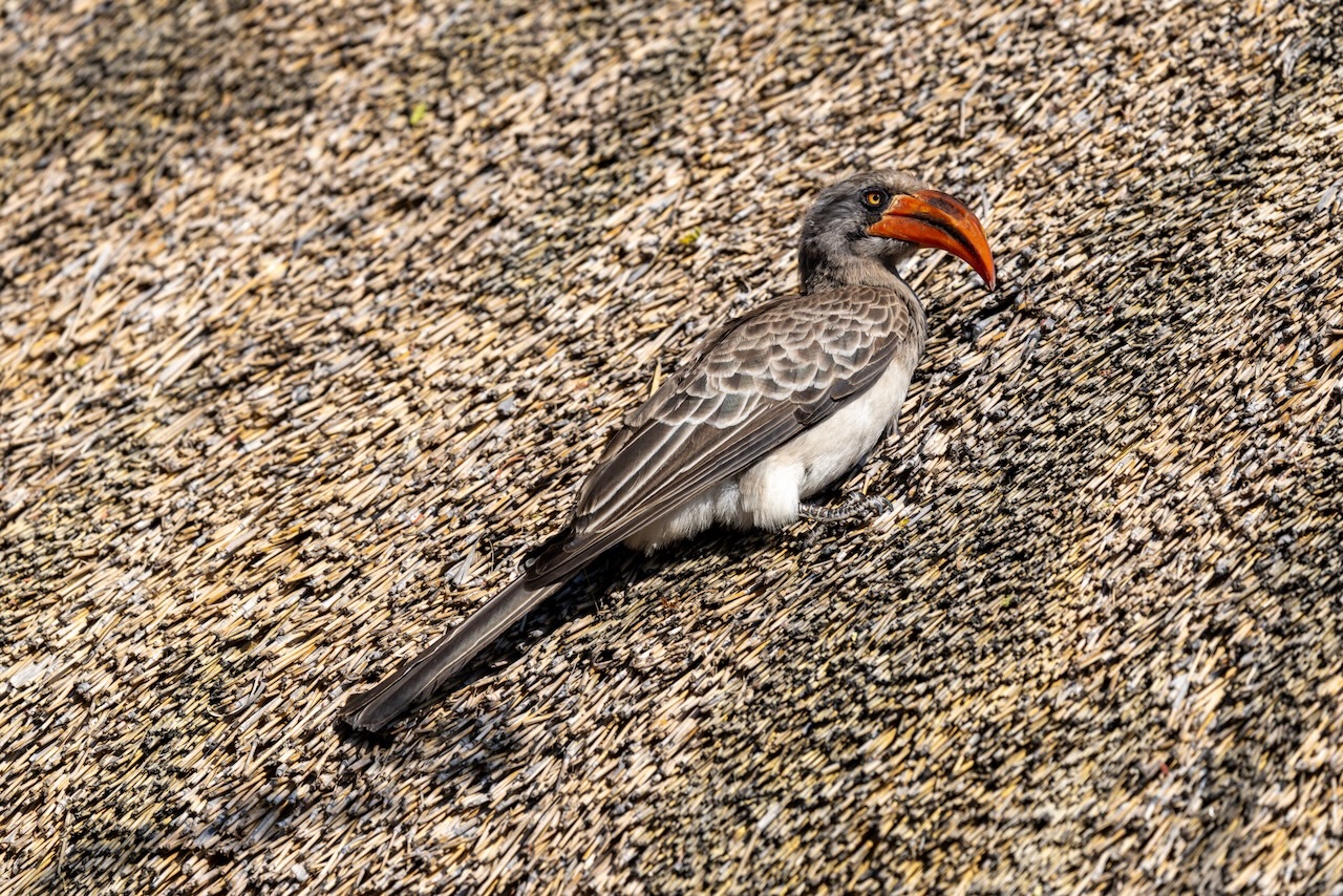 Bradfield's Hornbill (Lophoceros bradfieldi), photo 3