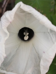 Ipomoea scopulorum
