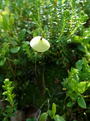 Splachnum luteum