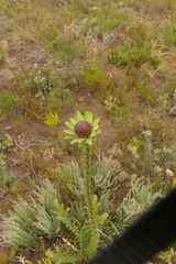 Leucadendron elimense elimense