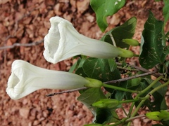 Ipomoea scopulorum