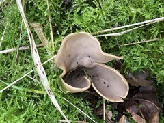 Helvella acetabulum