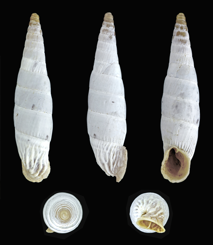 Corrugated White-Door-Snail