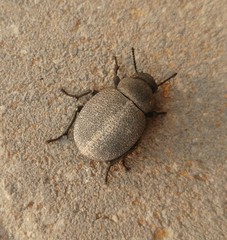 Pachyscelis rotundata