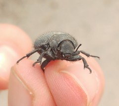 Pachyscelis rotundata