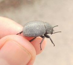 Pachyscelis rotundata