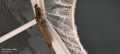 Asian Jumping Mantis