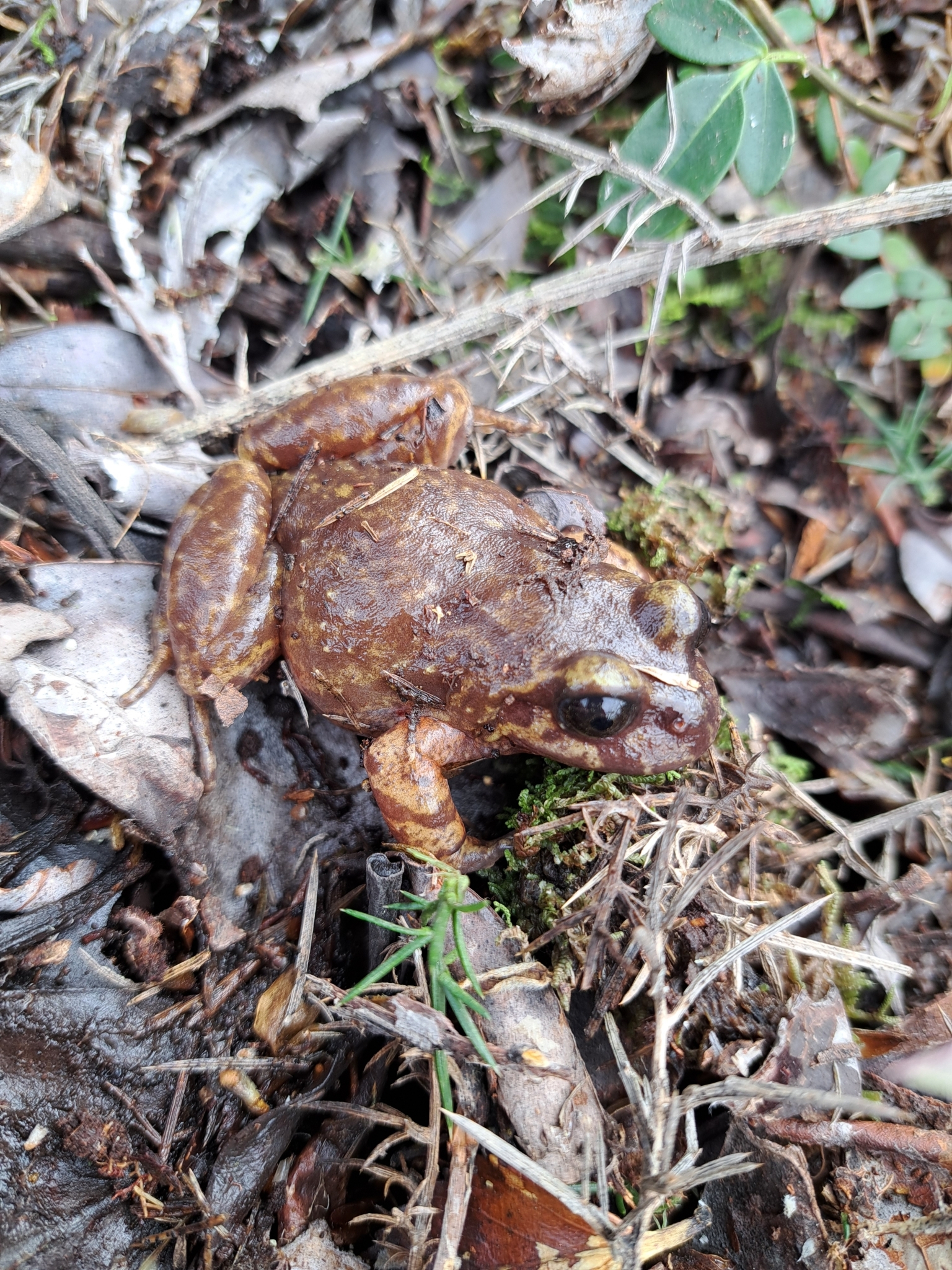 Eupsophus emiliopugini Formas, 1989