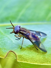 Chrysops flavidus