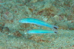 Ptereleotris heteroptera