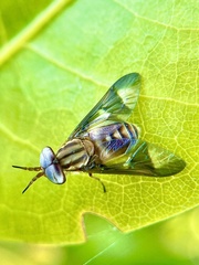 Chrysops flavidus