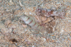 Amblyeleotris steinitzi