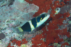 Thalassoma nigrofasciatum