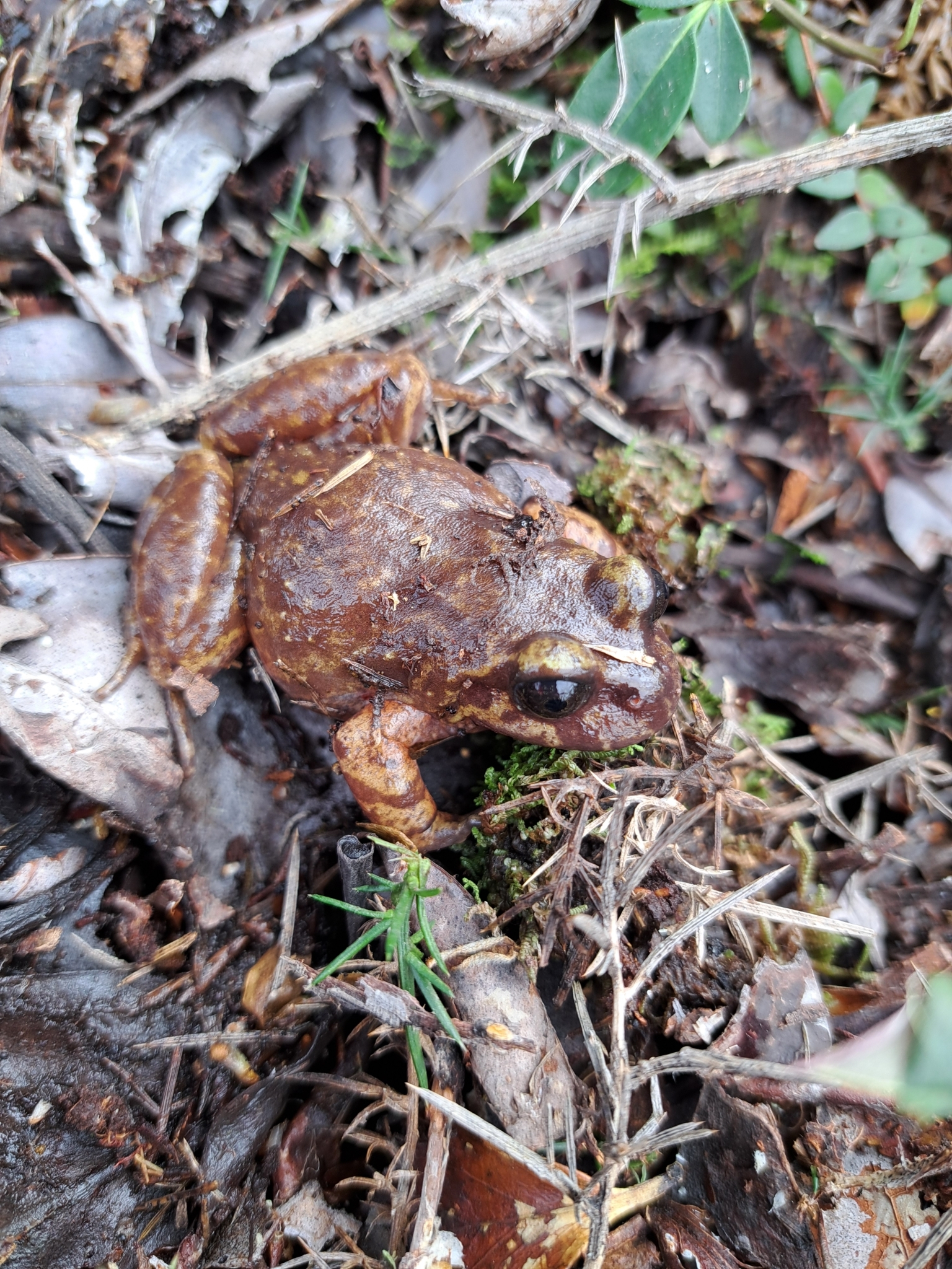 Eupsophus emiliopugini Formas, 1989