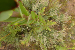 Leucadendron elimense elimense
