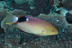 Bodianus loxozonus