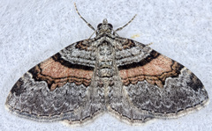 Xanthorhoe labradorensis