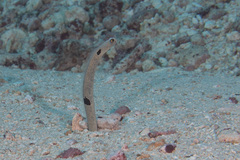 Heteroconger hassi