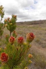 Leucadendron laxum