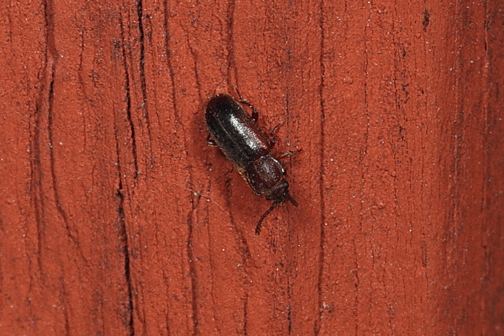 Cryptophagus populi
