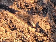 Termitinae