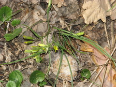 Gagea pusilla