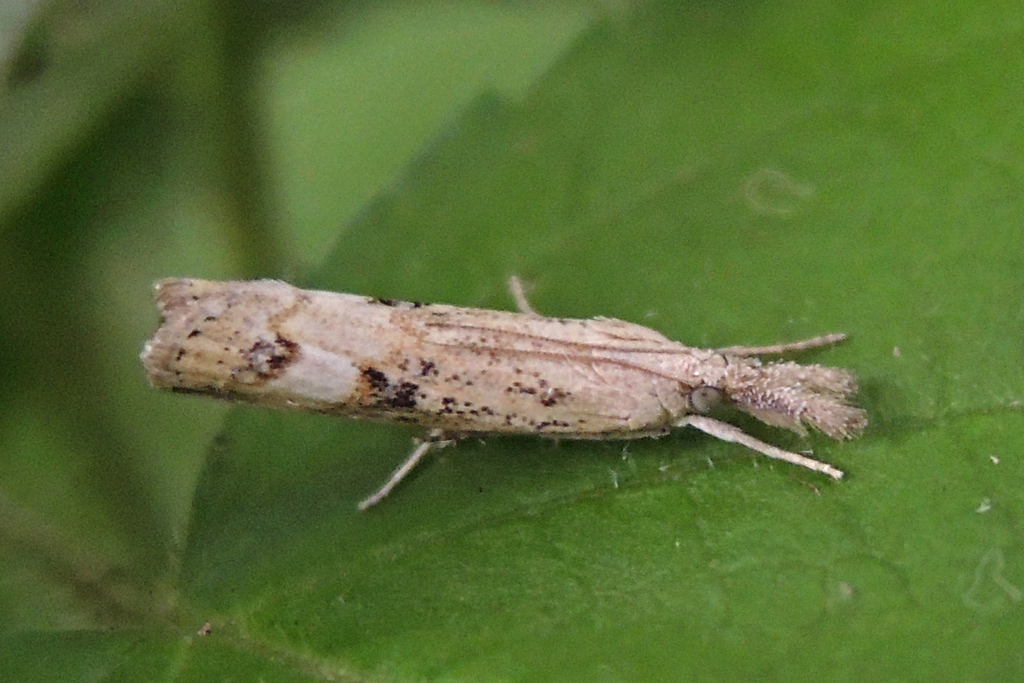 Neodactria zeellus