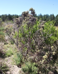 Leucadendron floridum