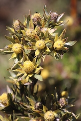 Leucadendron floridum