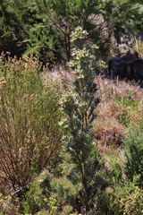Leucadendron floridum