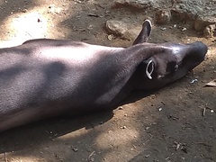 Tapirus