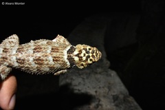 Sceloporus serrifer