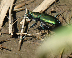 Cicindela nigrocoerulea
