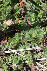 Lotus subbiflorus subbiflorus