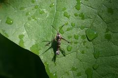 Synanthedon