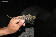 Sceloporus serrifer