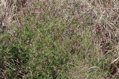 Fumaria muralis muralis