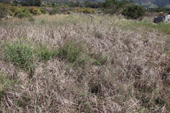 Fumaria muralis muralis