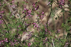 Fumaria muralis muralis