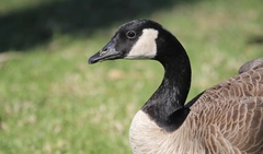 Branta canadensis