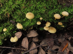 Chrysomphalina grossula